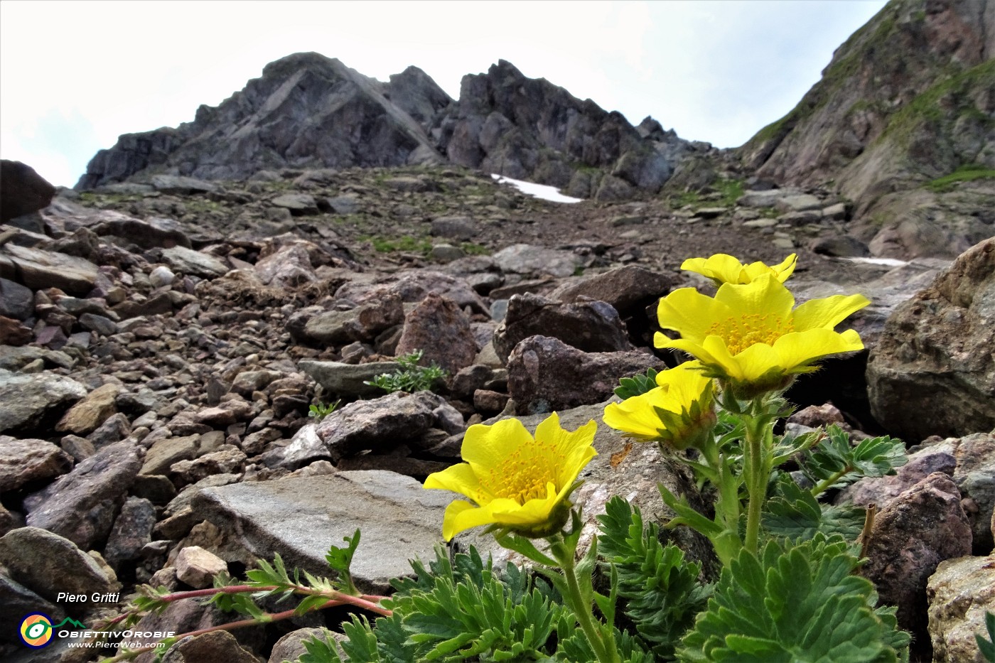 48 Bellissimi fiori di Cariofillata delle pietraie (Geum reptans) salendo in Pizzo Paradiso.JPG